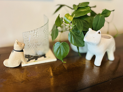 Animals & Plant